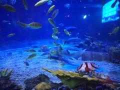 -华夏文旅海洋公园