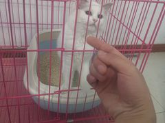 -翊宠yipet猫狗购宠庄园犬舍•猫舍