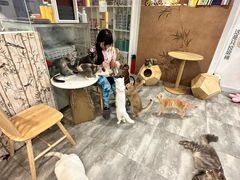 -楼上猫咖(罗湖店)