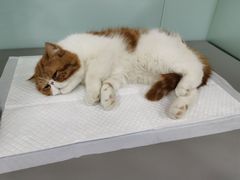 -小伙伴宠物医院•急重症转诊中心·老年专科·犬猫全科(北大街总院)