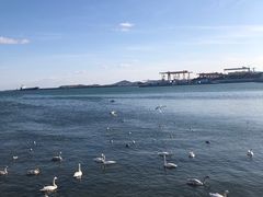 -烟墩角天鹅湖