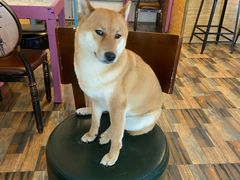-柴源莊·柴小宠柴犬咖啡