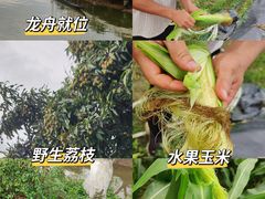 -长洲岛