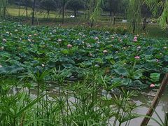 -沐仙湖湿地公园
