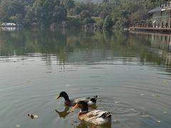 -白马涧龙池景区