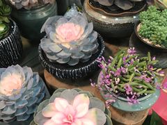 -双季花艺园艺市场(浦东店)