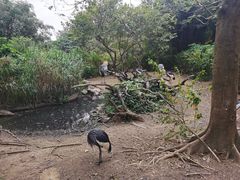-广州长隆飞鸟乐园
