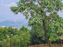 -黄埔油麻山森林公园