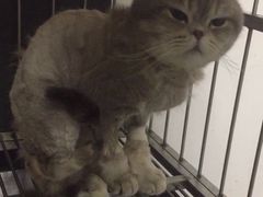 -特一安24小时宠物医院·骨科·中兽医