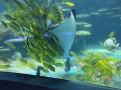 -海合安武汉极地海洋公园