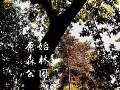 -西双版纳原始森林公园