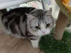 -李小姐の猫咖啡馆(五角场店)