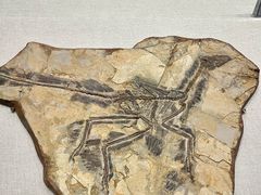 -辽宁古生物博物馆