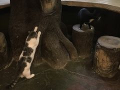 -猫猫幼稚园·撸猫·桌游·电玩
