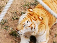 -西霞口神雕山野生动物世界