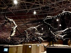 -世界恐龙谷景区