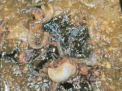 -金陵后厨·南京菜(新街口秣陵路店)