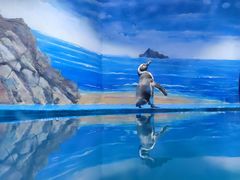 -青岛海底世界-水族馆