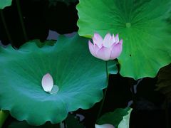 -荔湾湖公园