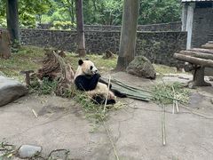 -都江堰中华大熊猫苑