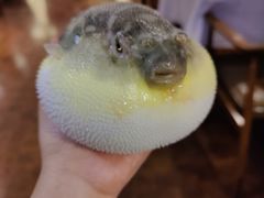 小可爱-肆月河豚·新淮扬(金融街店)