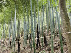 -上海佘山国家森林公园天马山园