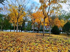 -莲花池公园