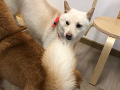 -柴迷FANS CLUB·柴犬狗咖·猫咖