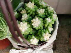 -循礼门鲜花花市(武汉循礼门店)