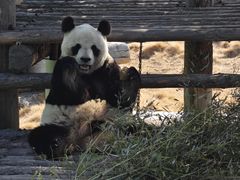 -西霞口神雕山野生动物世界