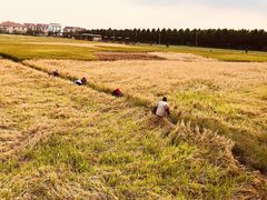 -嘉北郊野公园