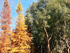 -昆山城市生态森林公园