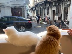 -More Fun猫咖 二十只万元加菲主题