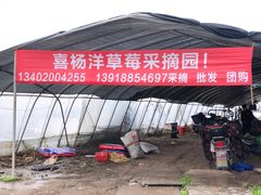 -喜杨洋草莓采摘园