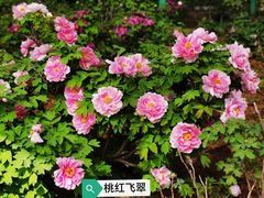 -洛阳市隋唐城遗址植物园