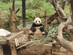 -广州长隆野生动物世界
