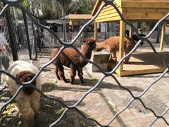 -长白岛森林公园