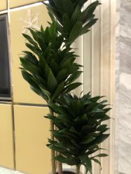 -欧扬医疗美容
