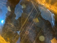-上海大自然野生昆虫馆(东方明珠·爬宠昆虫探索中心)