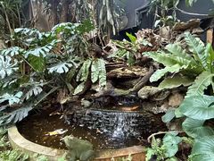 -Fern Forest Cafe