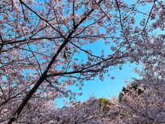-高东镇樱花园