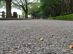 -大湾区中央湿地公园