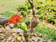 -中国科学院西双版纳热带植物园