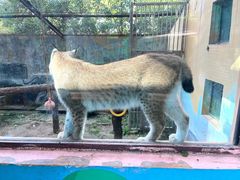 -青藏高原野生动物园