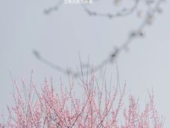 -南京古林公园