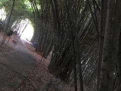 -西苑公园