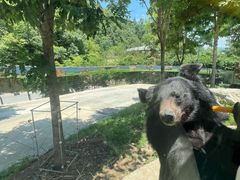 -栾川竹海野生动物园