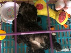 -联合动物医院(光谷诊疗中心)
