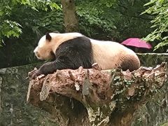 -都江堰中华大熊猫苑