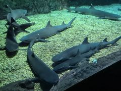 -烟台海昌鲸鲨海洋公园